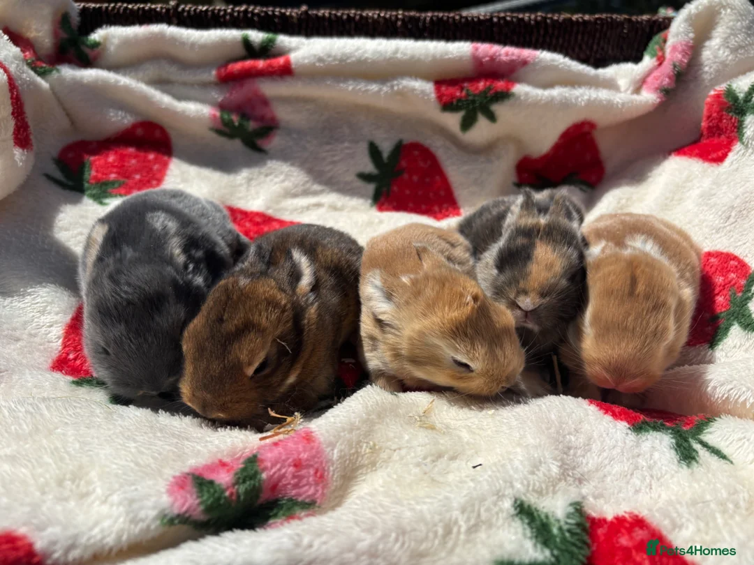 Mixed Breed rabbits for sale: 5 beautiful Rex x mini lops  - Advert 2