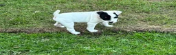 Jack Russell dogs for sale: Beautiful Jack Russell bitch pups in Birmingham - Advert 8