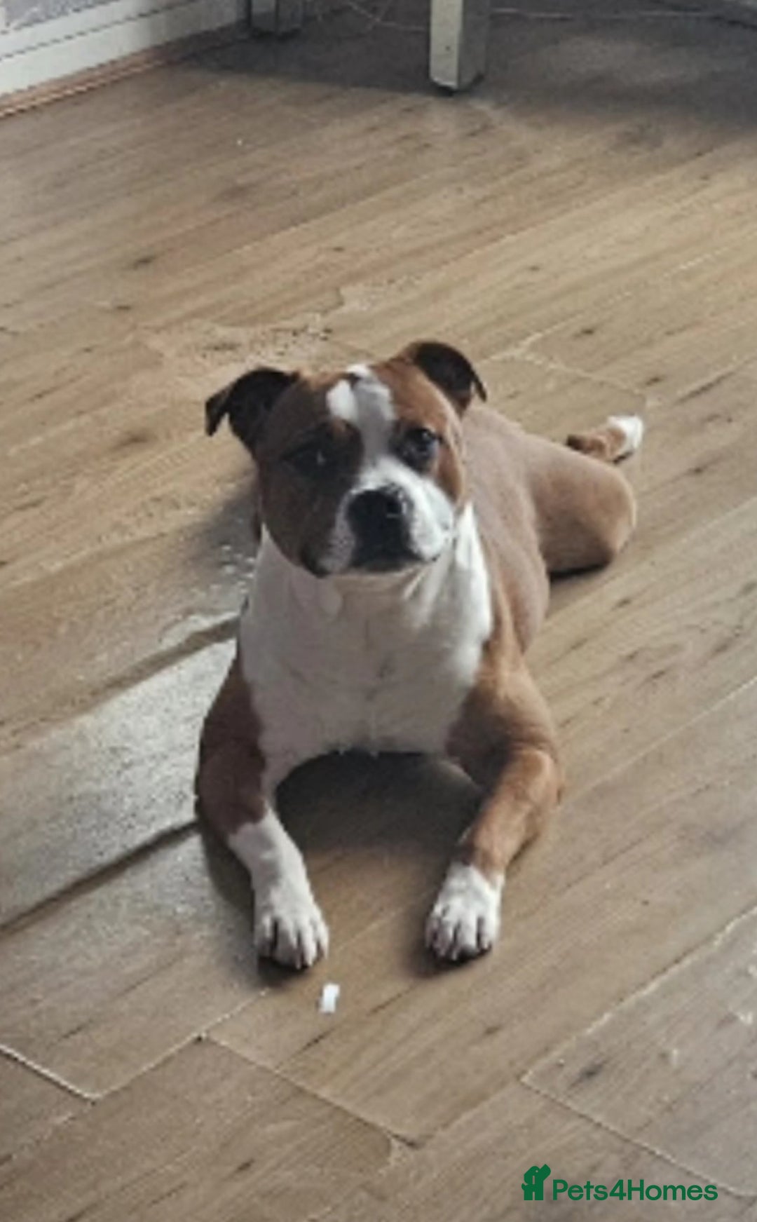 Staffordshire Bull Terrier dogs for sale: 🥨Amazing opportunity awaits.🥨 - Advert 2