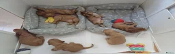 Cocker Spaniel dogs for sale: Last pup Show type cocker spaniel puppies  - Advert 23