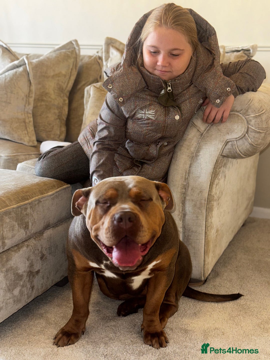 American Bully dogs for sale: Lilo the standard bully  - Advert 7