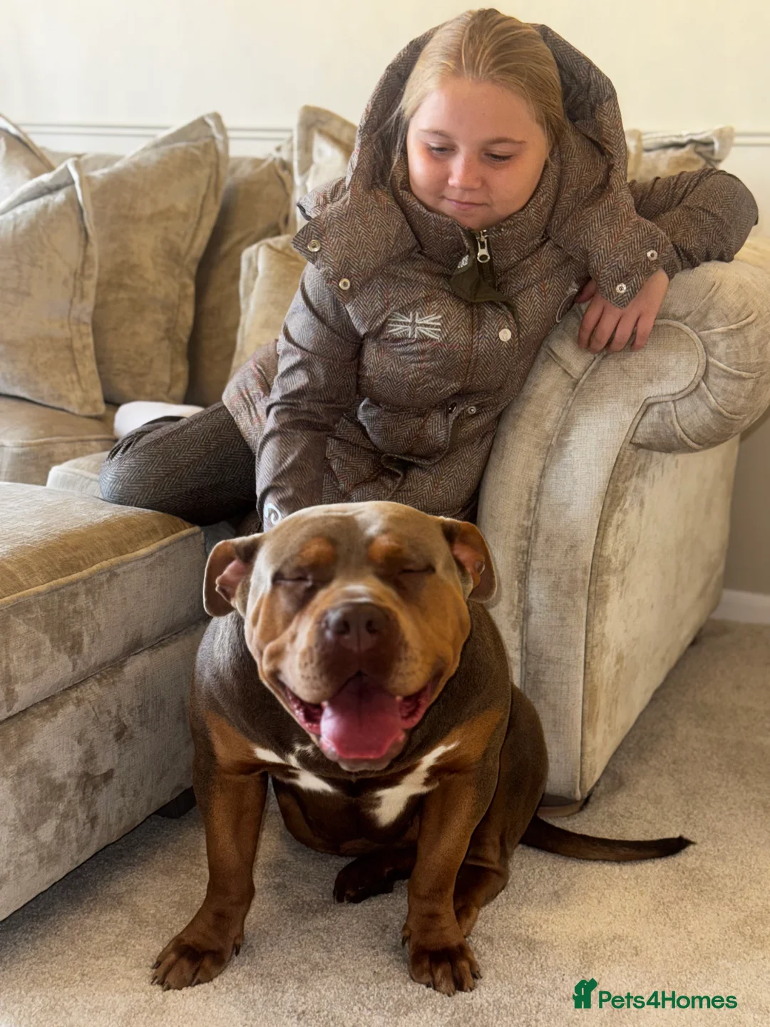 American Bully dogs for sale: Lilo the standard bully  - Advert 7