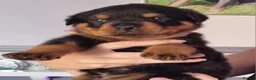 Rottweiler dogs for sale: Viewing now. Kc reg, health tested parents - Advert 6