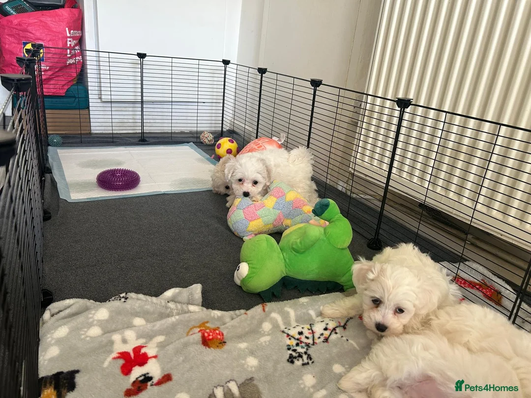 Bichon Frise dogs for sale: Bichon frise - Advert 3