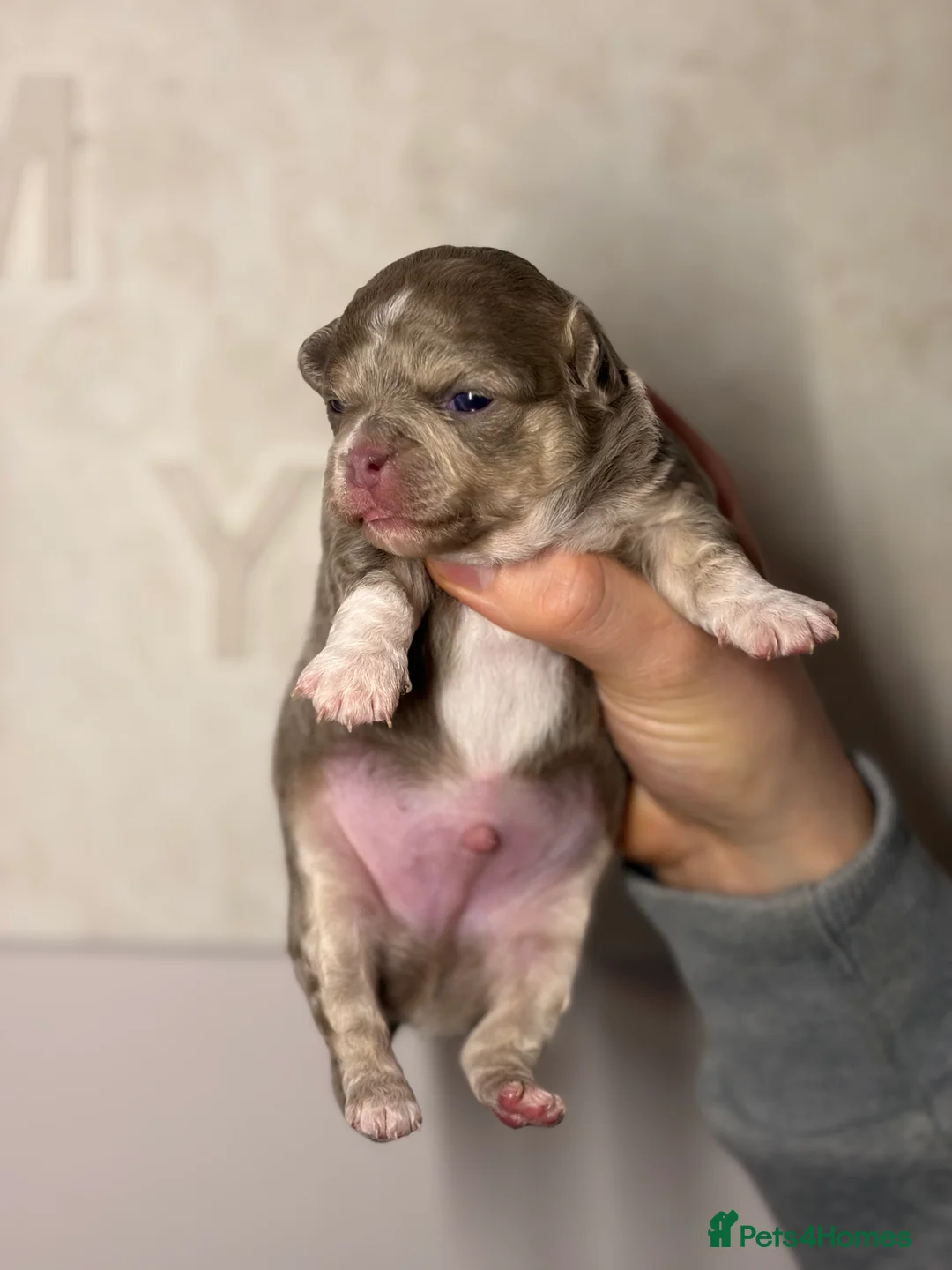 Chihuahua dogs for sale: 😍 Beautiful KC Chihuahua Puppies 😍 - Advert 4