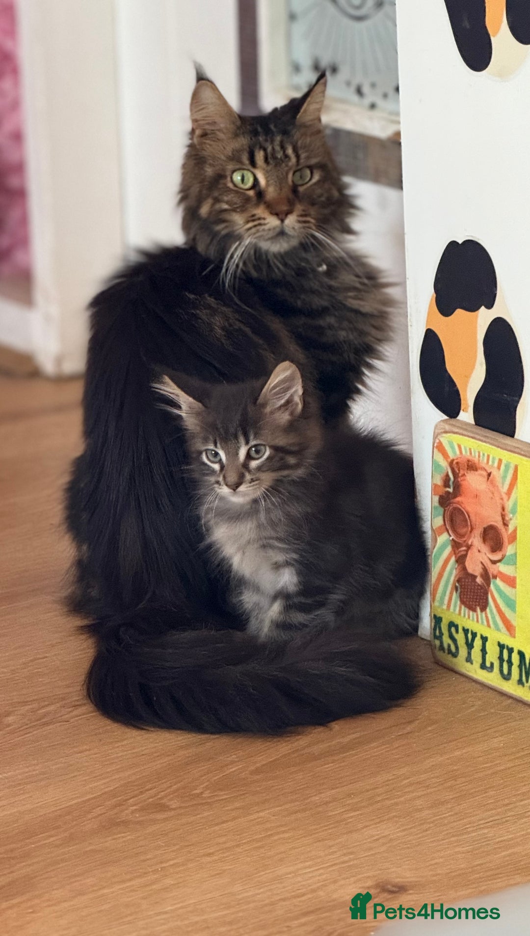 Maine Coon cats for sale: GCCF DNA Tested Male Maine Coon Kitten - Image 11