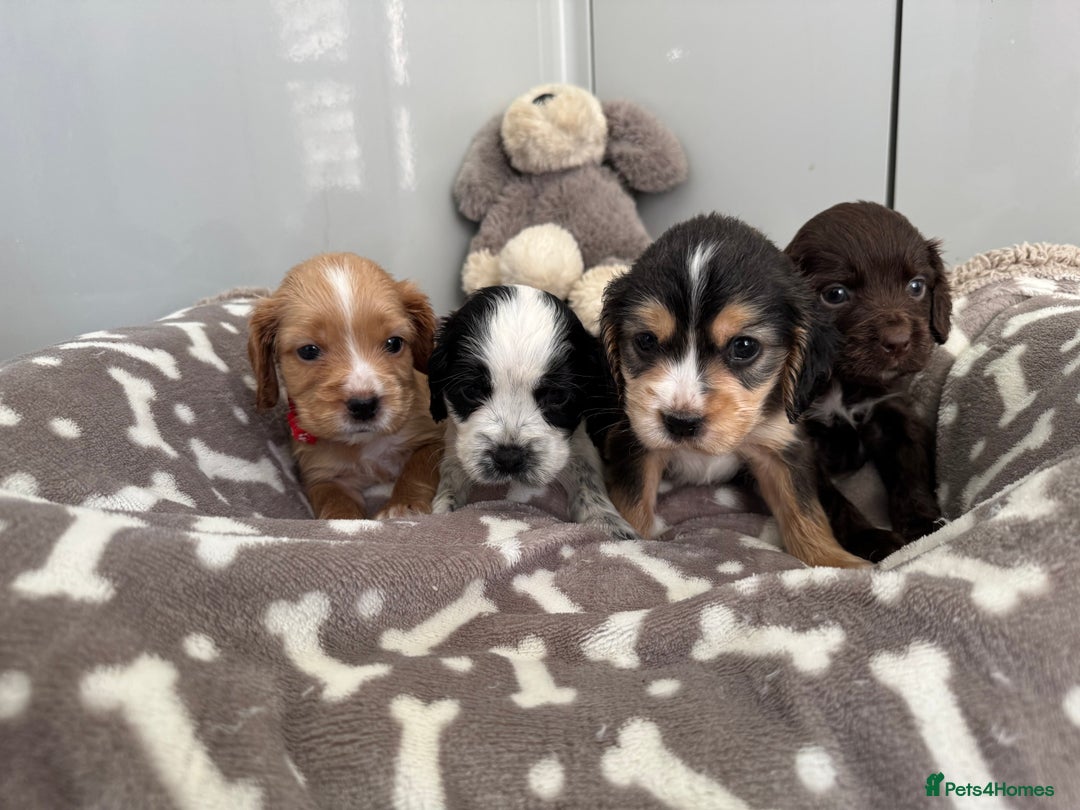Cocker Spaniel dogs for sale: KC REG SHOW TYPE A⭐ COCKER SPANIELS - Advert 5