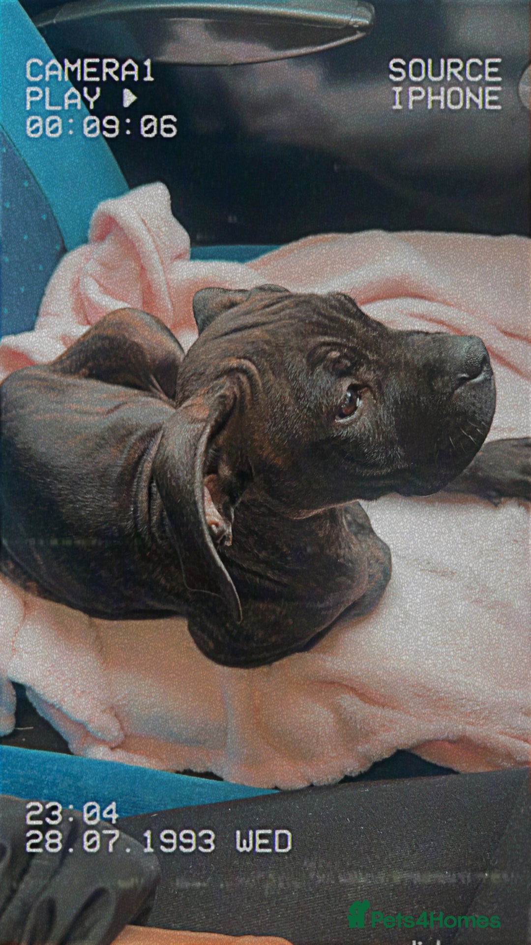 Mixed Breed dogs for sale: Cane corso cross Staffy  - Image 1
