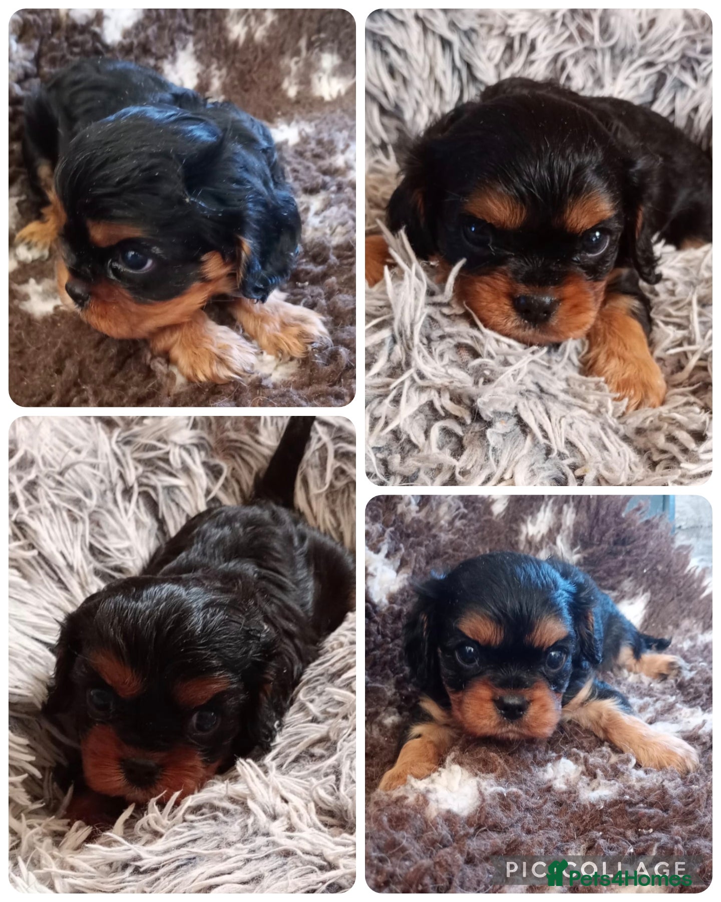 Cavalier King Charles Spaniel dogs Cavalier King Charles Male Puppies  - Advert 14
