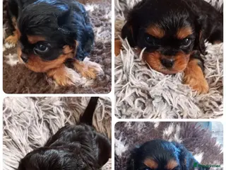 Cavalier King Charles Spaniel dogs Cavalier King Charles Male Puppies - Advert 5