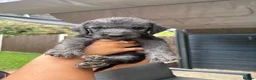 Bedlington Terrier dogs for sale: Bedlington terriers in Rochester - Advert 15