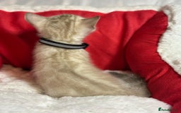 Bengal cats for sale: Bonnies Bengals  - Advert 17