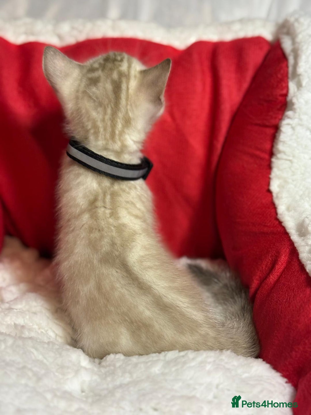 Bengal cats for sale: Bonnies Bengals  - Advert 17