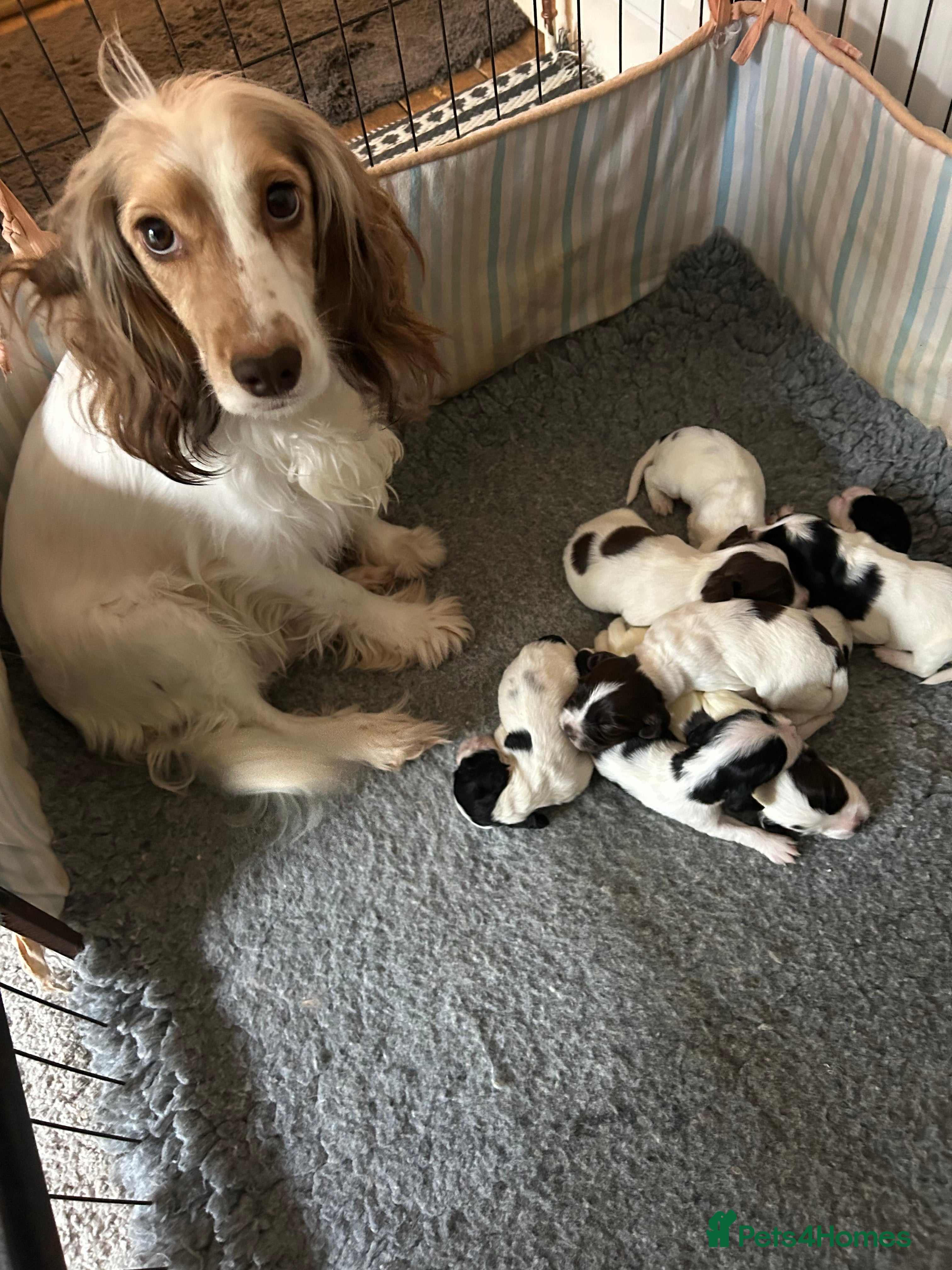 Cocker Spaniel dogs Cocker spaniel pups - Advert 11