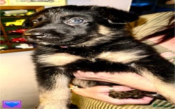 German Shepherd dogs for sale: German Shepard puppies  - Advert 5