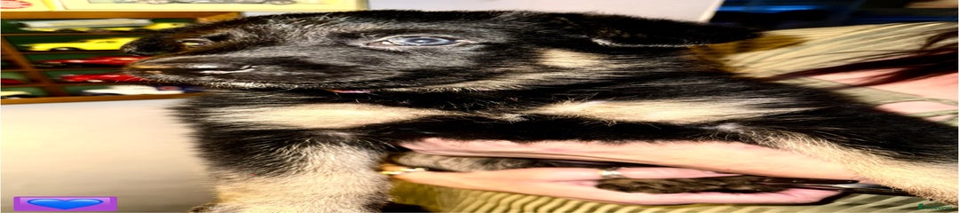 German Shepherd Puppy 3