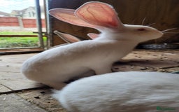 Continental Giant rabbits for sale: Continental giant buns only 2 left  - Image 5
