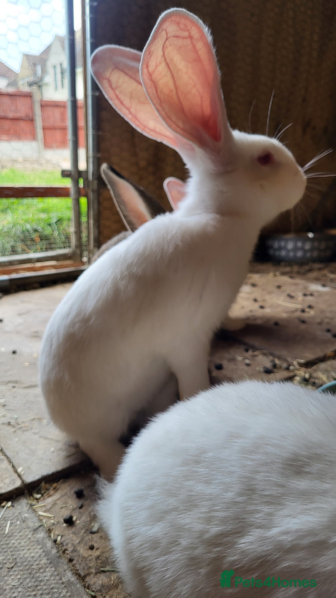 Continental Giant rabbits for sale: Continental giant buns only 2 left  - Image 5
