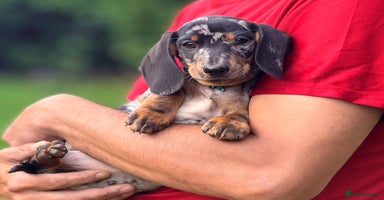 Miniature Dachshund dogs - Advert 12