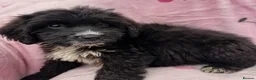 Cockapoo dogs for sale: Cockapoo puppies  in Royston - Advert 5