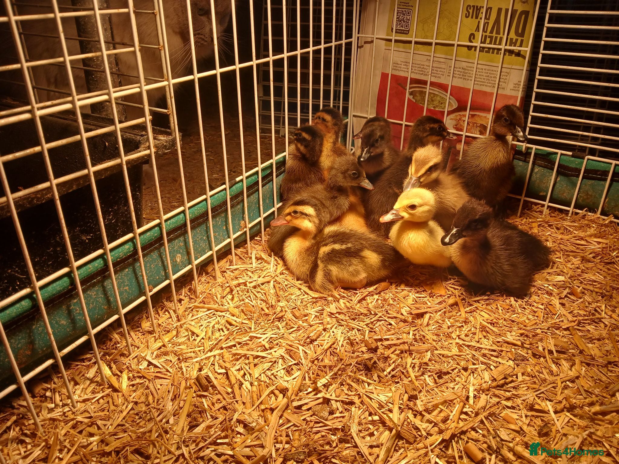 Ducks poultry Female indian runner ducklings - Advert 5
