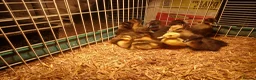 Ducks poultry for sale: Female indian runner ducklings - Advert 1