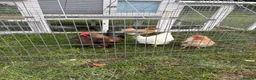 Chickens poultry for sale: Serama Bantam Chickens - Advert 2