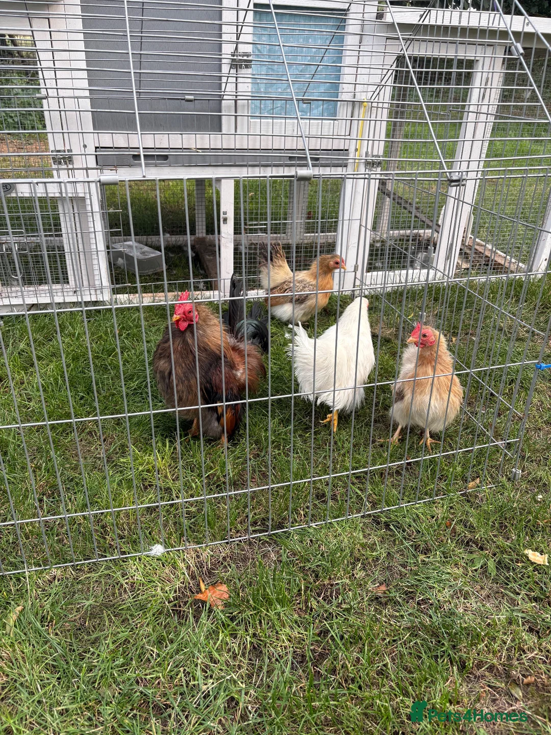 Chickens poultry for sale: Serama Bantam Chickens - Advert 2
