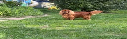 Cavalier King Charles Spaniel dogs for stud: KC Reg Health Tested Proven Cavalier King Charles - Advert 6