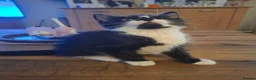 Mixed Breed cats for sale: Kittens for sale  - Advert 2