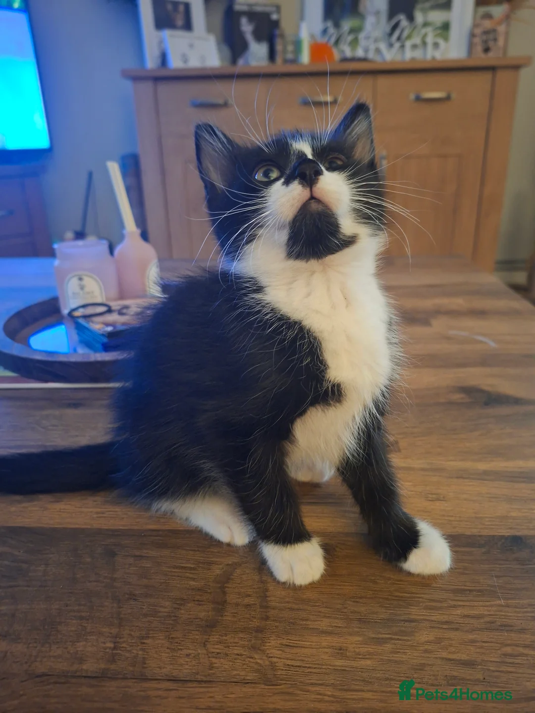Mixed Breed cats for sale: Kittens for sale  - Advert 2