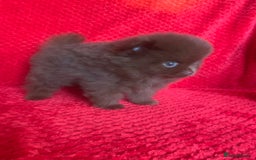 Pomeranian dogs for sale: 3 CHOCOLATE BROWN BEAR POMERANIAN PUPPY’S - Image 15