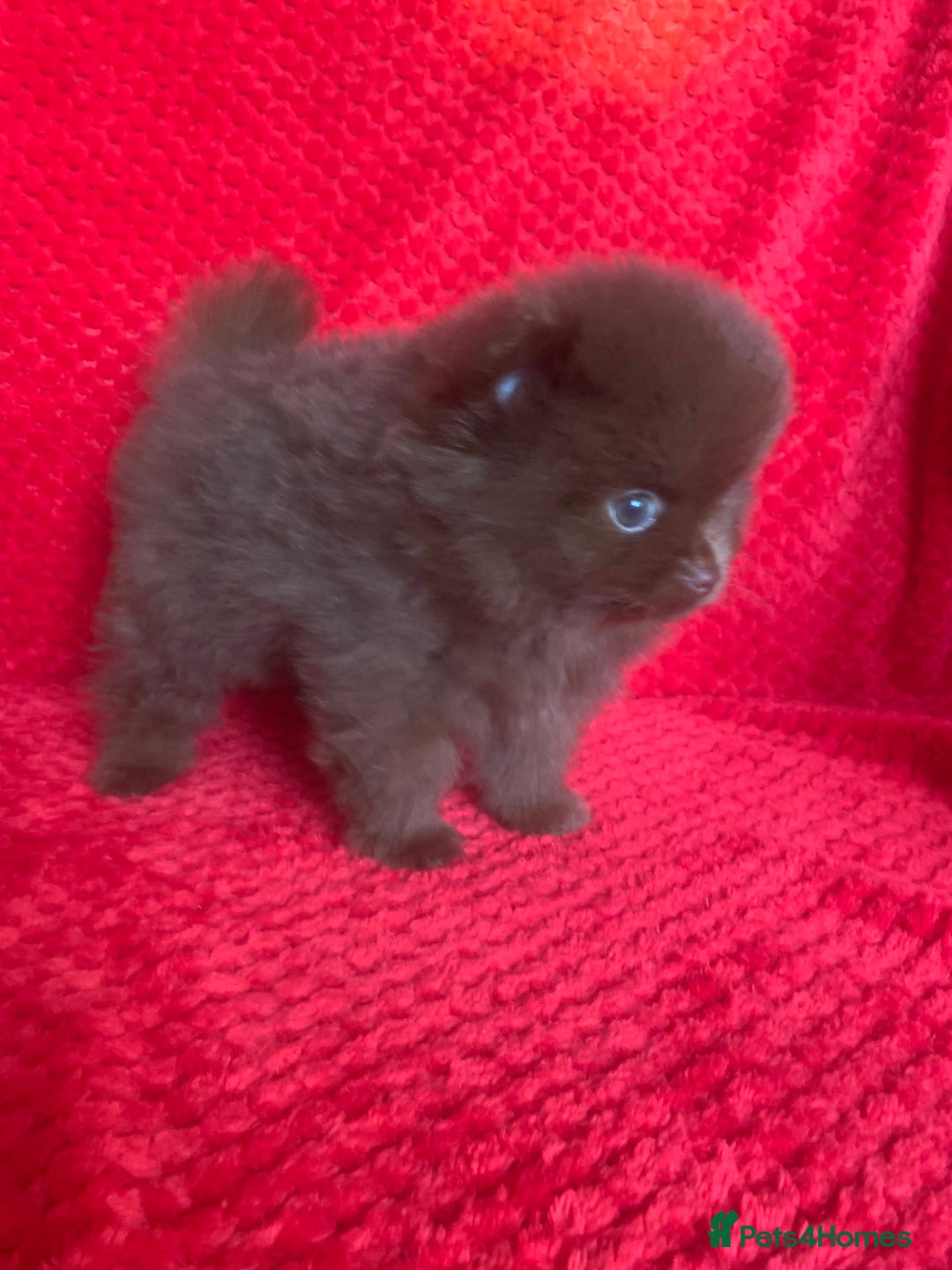 Pomeranian dogs for sale: 3 CHOCOLATE BROWN BEAR POMERANIAN PUPPY’S - Image 15