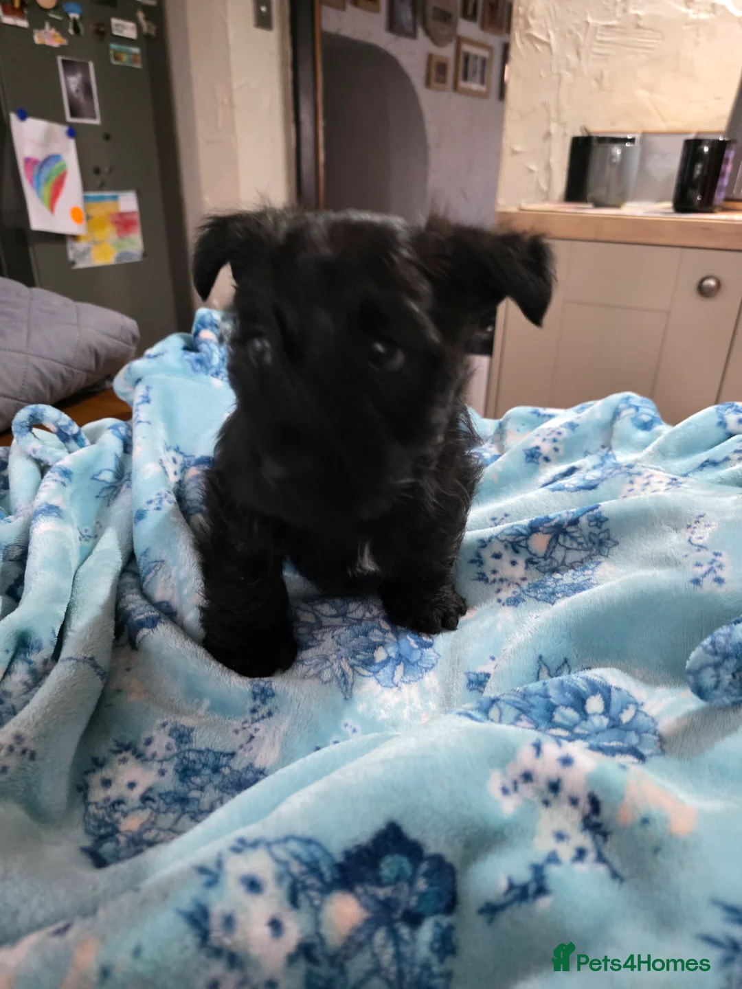 Mixed Breed dogs for sale: Scoland terrier  - Advert 7