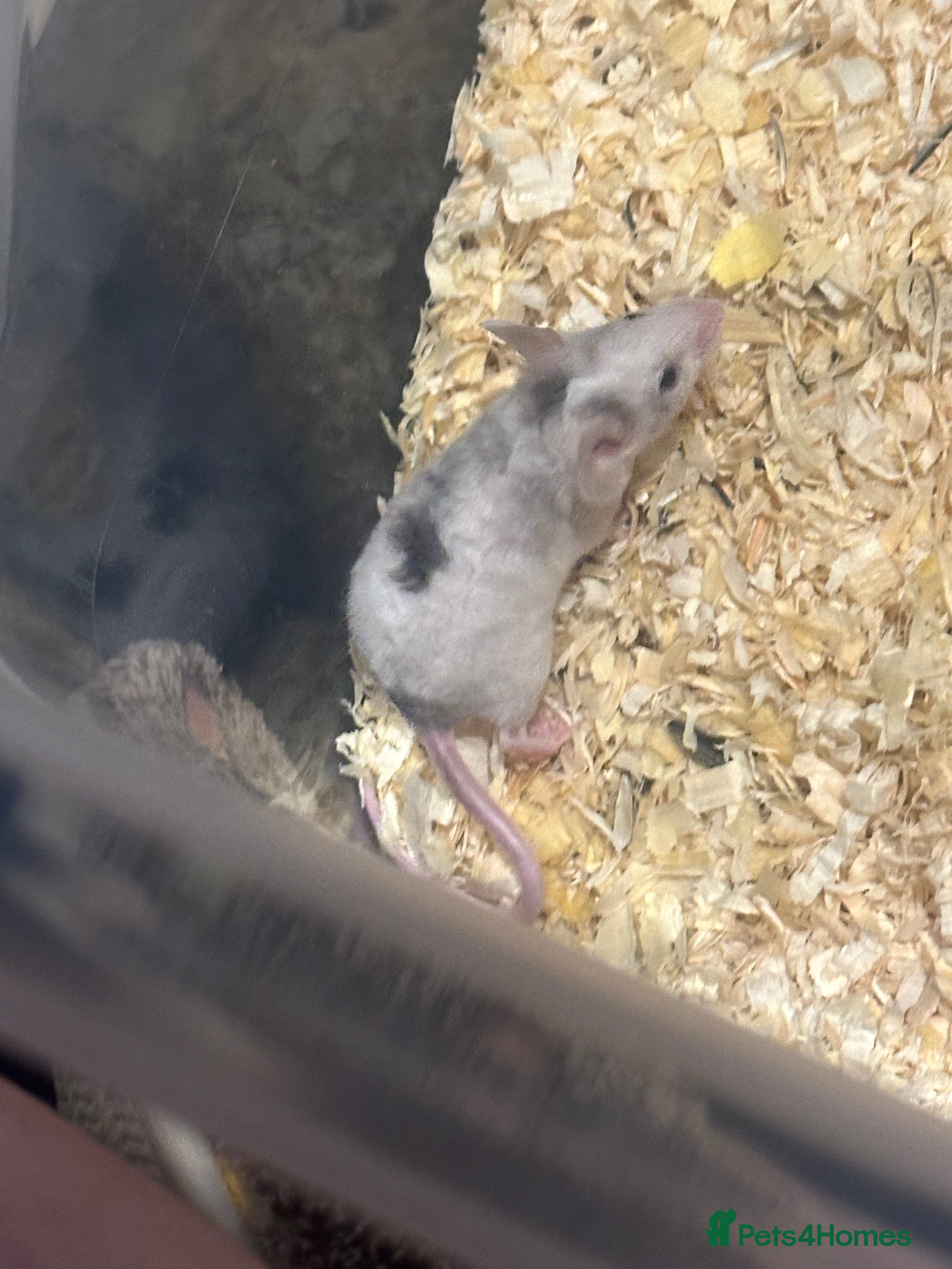 Mouse rodents Baby female and male mice also 3 older mice  - Advert 1