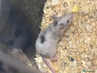 Mouse rodents Female and male fancy mice - Advert 5