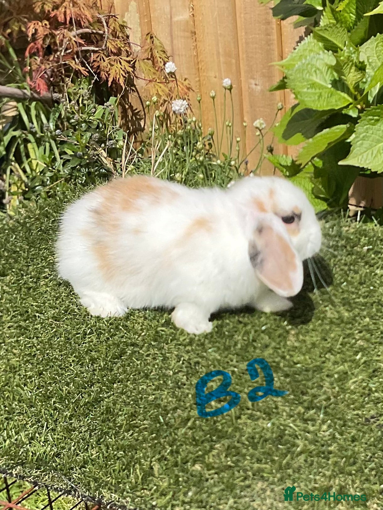Mini Lop rabbits Pure bred mini lops baby rabbits  - Advert 2