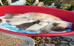 British Shorthair cats for sale: British Shorthair & British Longhair Kittens  - Image 11