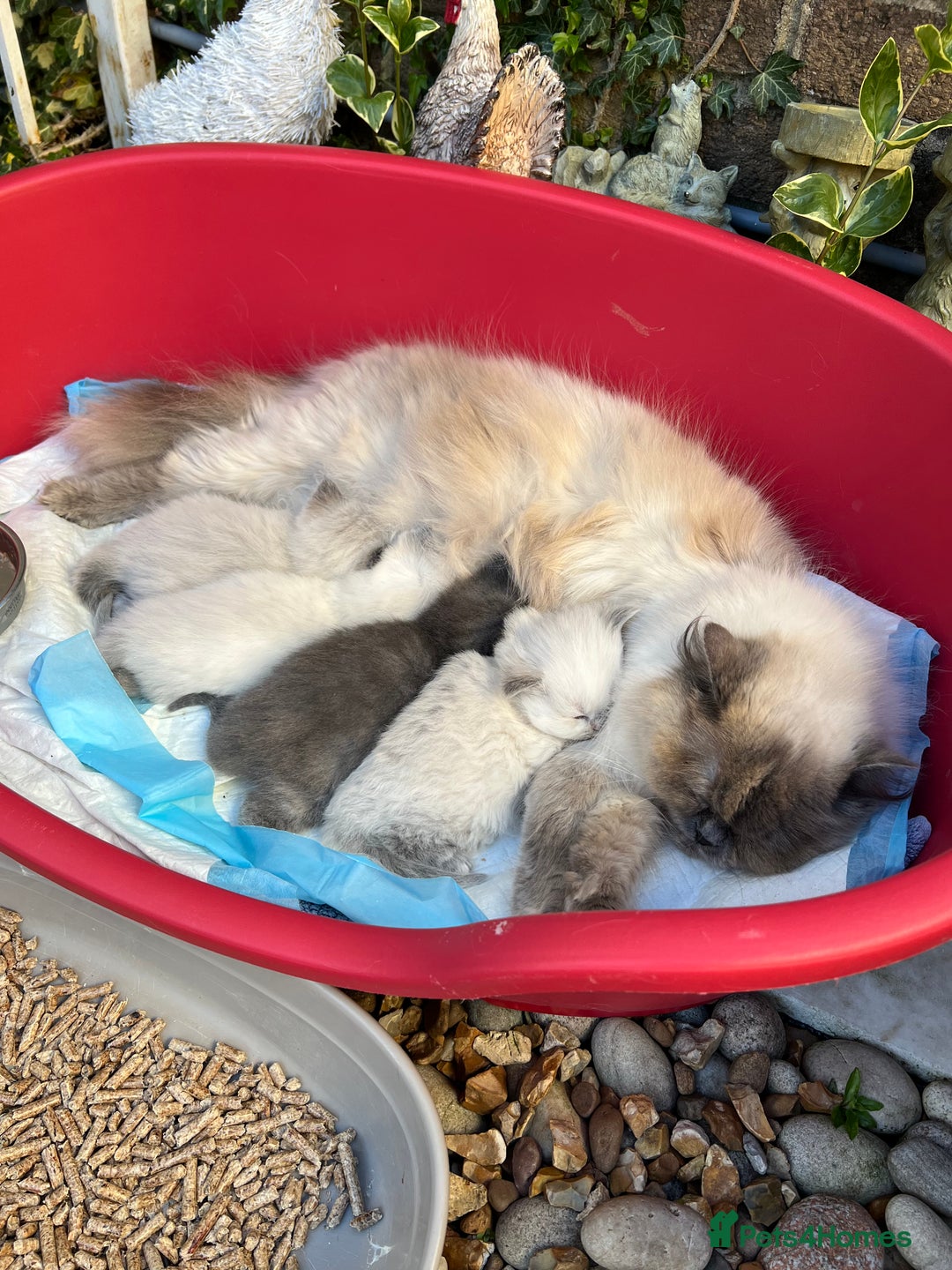 British Shorthair cats for sale: British Shorthair & British Longhair Kittens  - Image 11