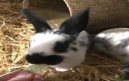 Mixed Breed rabbits for sale: Baby rabbits mixed breed  - Image 8