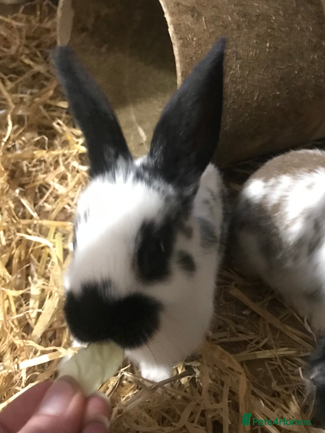 Mixed Breed rabbits for sale: Baby rabbits mixed breed  - Image 8