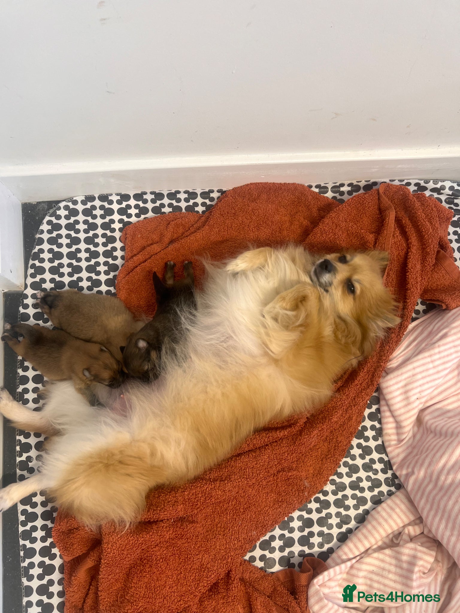 Pomeranian dogs for sale: Pomeranian Puppies  - Advert 16