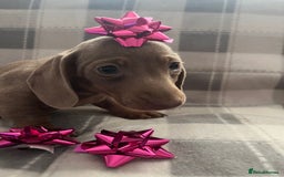 Dachshund dogs for sale: Beautiful rainbow 🌈🌈 litter 💙🩷 - Image 6