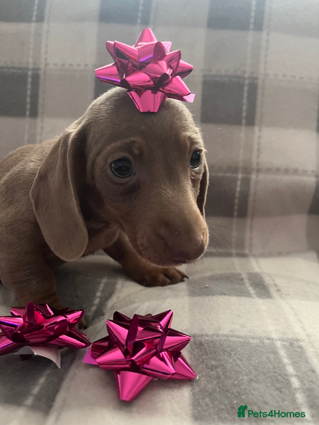 Dachshund dogs for sale: Beautiful rainbow 🌈🌈 litter 💙🩷 - Image 6