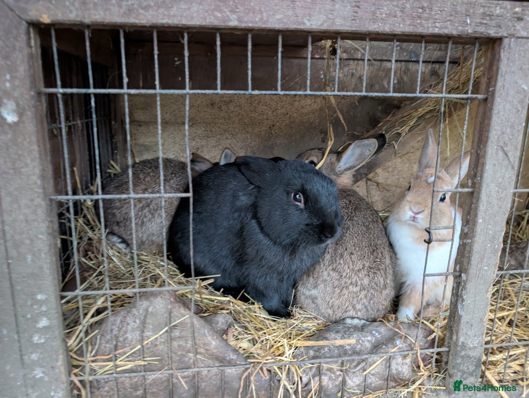 English rabbits for sale: Various Rabbits And Bunnies. Mixed Gender, colours - Advert 5