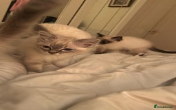 Ragdoll cats for sale: Pedigree Blue & Seal Ragdoll kittens in Oswestry - Image 11