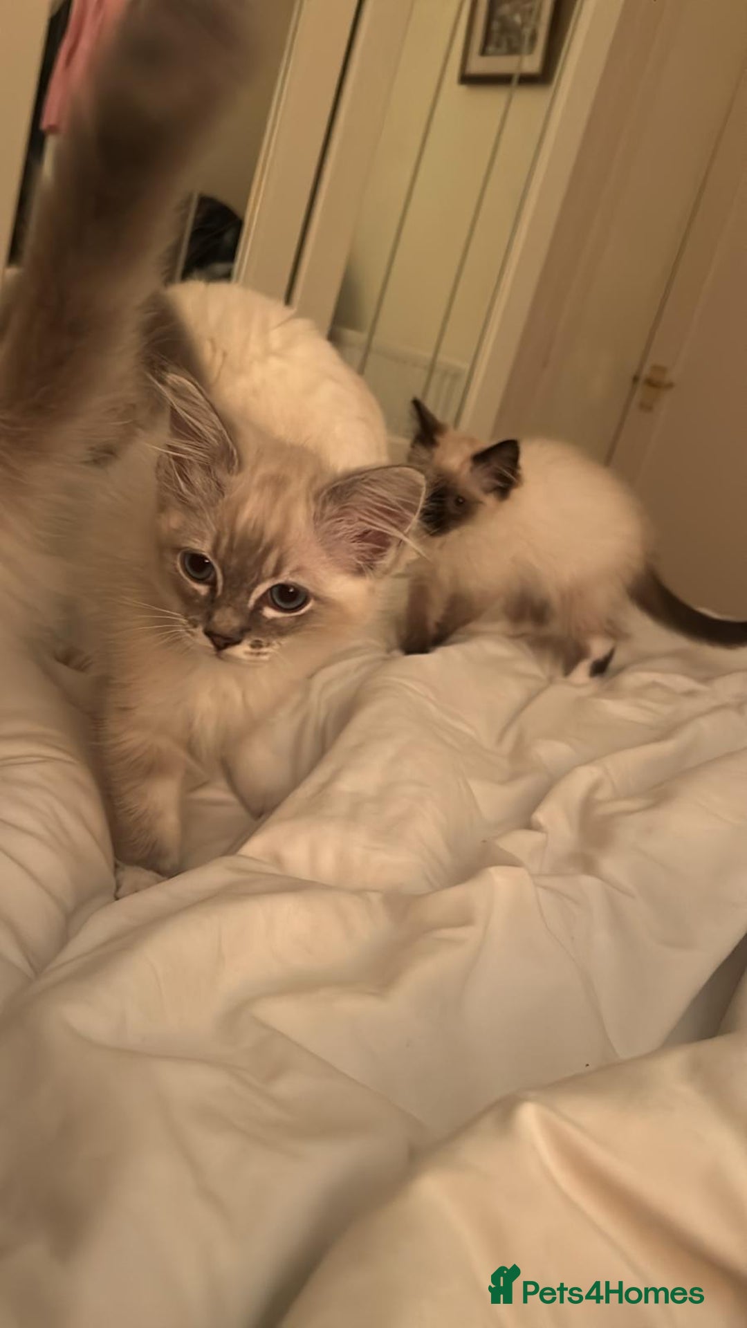 Ragdoll cats for sale: Pedigree Blue & Seal Ragdoll kittens in Oswestry - Image 11