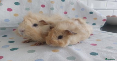Guinea Pig rodents - Advert 4