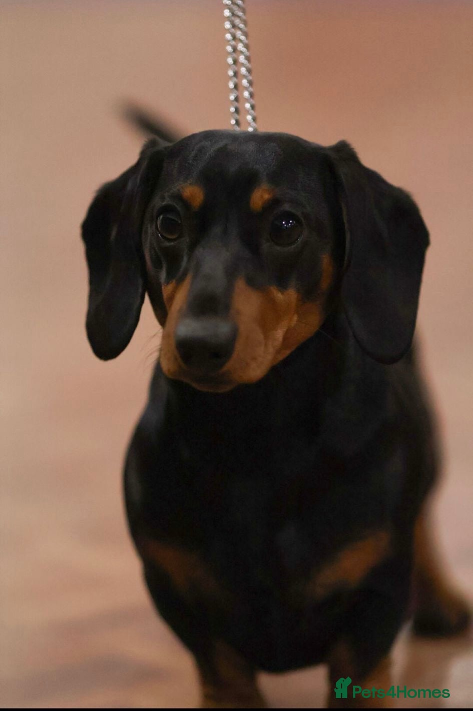 Miniature Dachshund dogs KC registered Miniature Dachshund Black and Tan - Advert 12