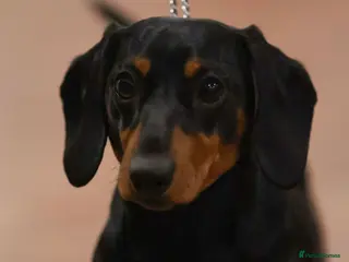 Miniature Dachshund dogs KC registered Miniature Dachshund Black and Tan - Advert 12